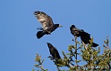 Corbeau 2749